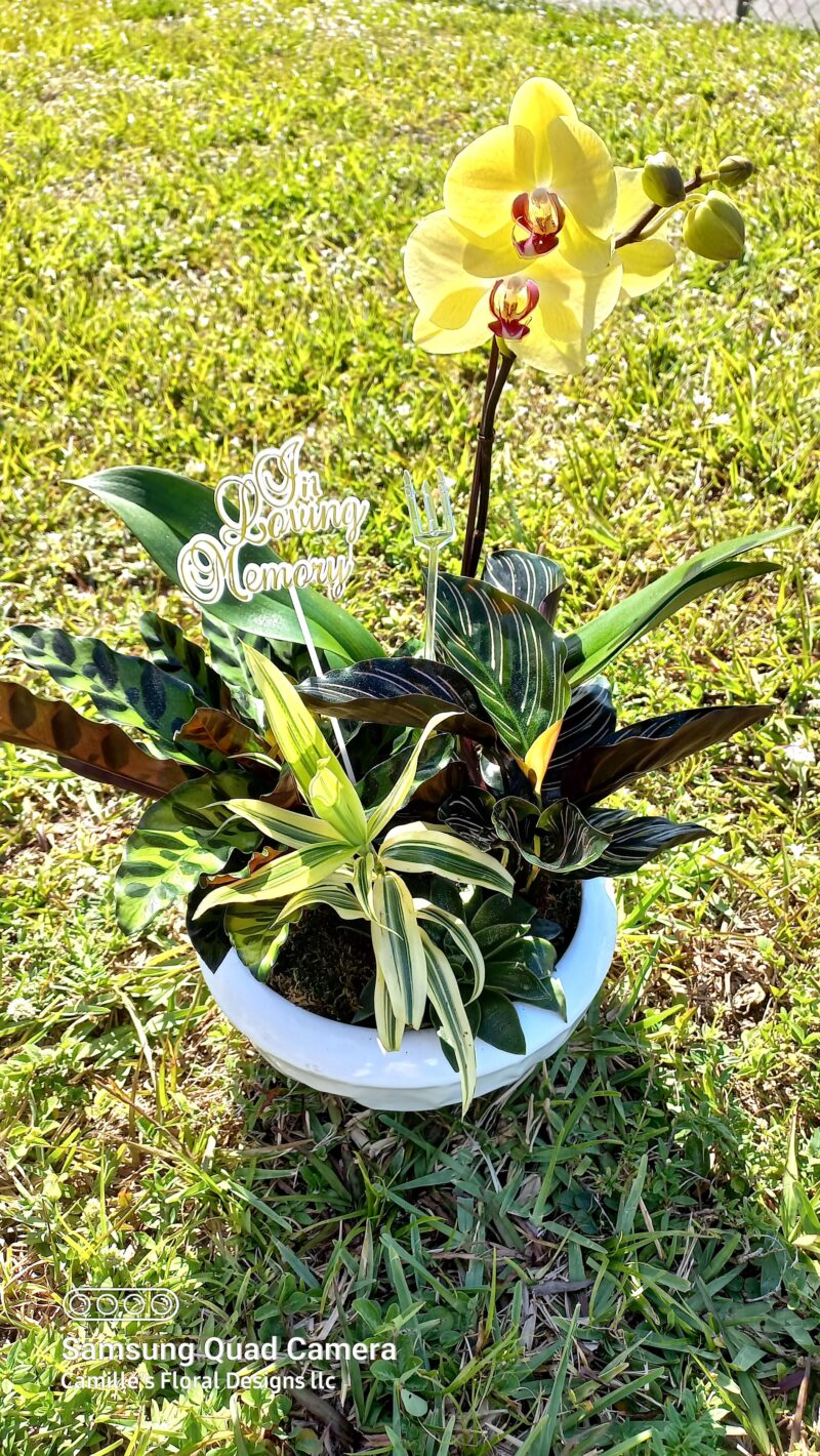 Tropical dish garden Sympathy